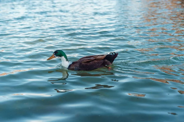 在阳光明媚的日子里 一只可爱的绿侏儒鹅在平静的湖中游泳 这是特写镜头 — 图库照片