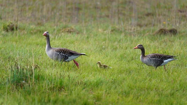 Closeup Shot Family Geese Walking Together Field — Φωτογραφία Αρχείου