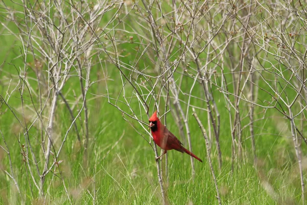 Uccello Cardinale Rosso Piedi Ramo Sottile Campo Verde — Foto Stock