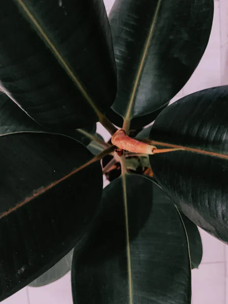 Plano Vertical Una Planta Interior Exótica Con Hojas Enormes — Foto de Stock