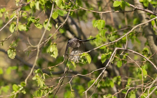 Foco Suave Pássaro Voando Através Folhagem Árvores Galhos Floresta Turíngia — Fotografia de Stock