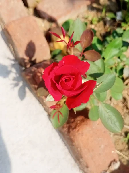 Plano Vertical Una Rosa Roja Con Hojas Verdes Sobre Fondo — Foto de Stock