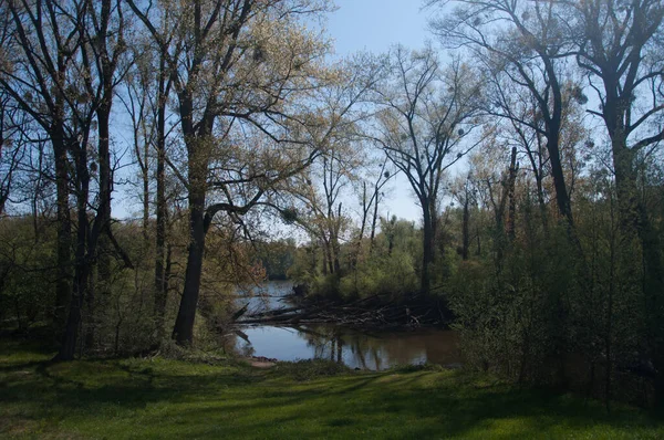 青空を背景に木々に囲まれた小さな反射湖 — ストック写真