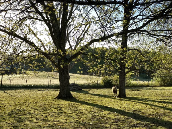 Uma Bela Paisagem Terra Verde Com Uma Ovelha Branca Campo — Fotografia de Stock