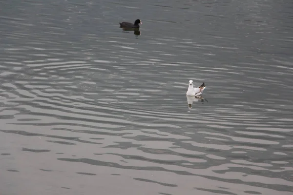 Deux Oies Nageant Dans Lac Pendant Journée — Photo