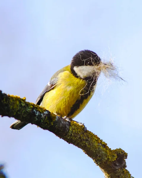 Vertical Shot Great Tit Fluff Its Mouth — Zdjęcie stockowe