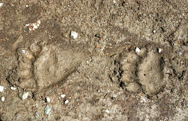 Top View Bear Traces Ground — Stock Photo, Image