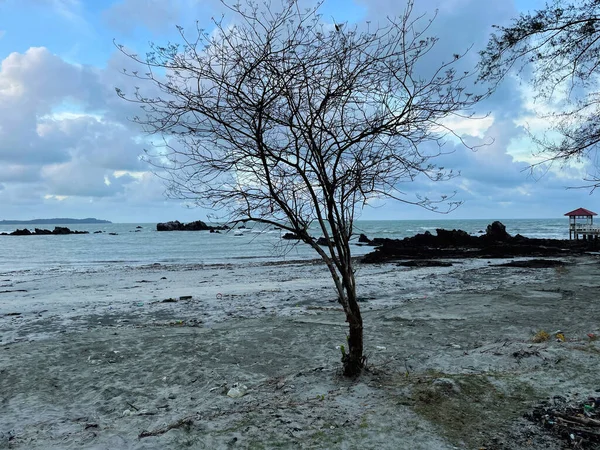 Uma Vista Panorâmica Árvore Nua Perto Uma Costa Contra Céu — Fotografia de Stock