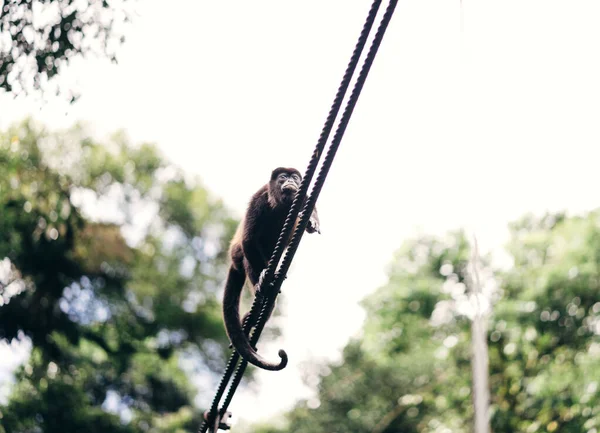 Низький Кут Пострілу Милої Чорної Мавпи Мотузці — стокове фото