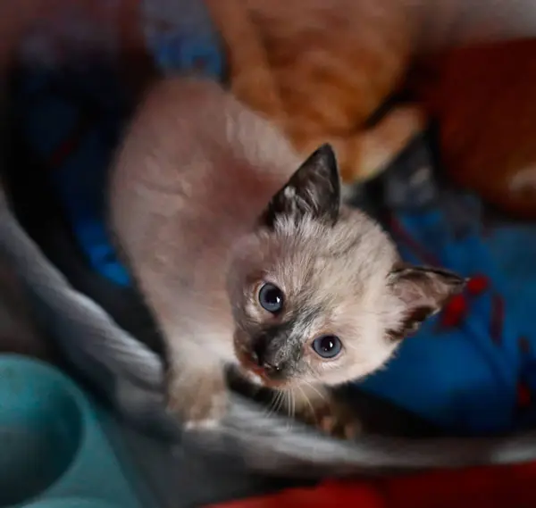 Tiro Close Gatinho Branco Com Olhos Azuis — Fotografia de Stock