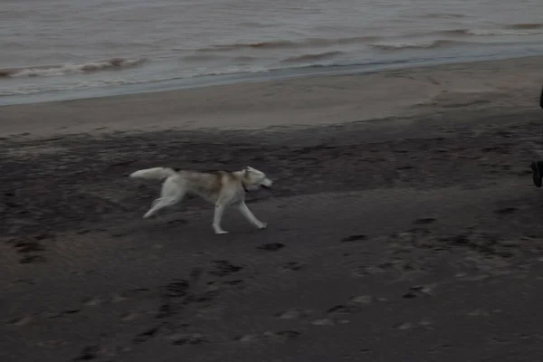 Een Schattige Hond Het Strand Vrijheid — Stockfoto