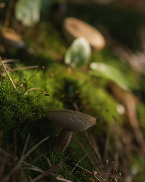 Een Verticaal Shot Van Een Groeiende Paddestoel Een Woud — Stockfoto