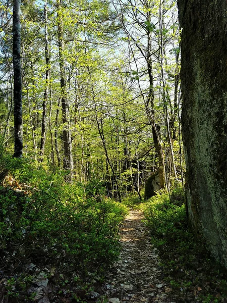 Tiro Vertical Caminho Através Dos Bosques Verdes Noruega — Fotografia de Stock