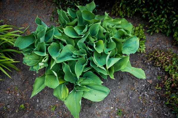Green Leaves Hostas Plantain Lilies Ground — Φωτογραφία Αρχείου