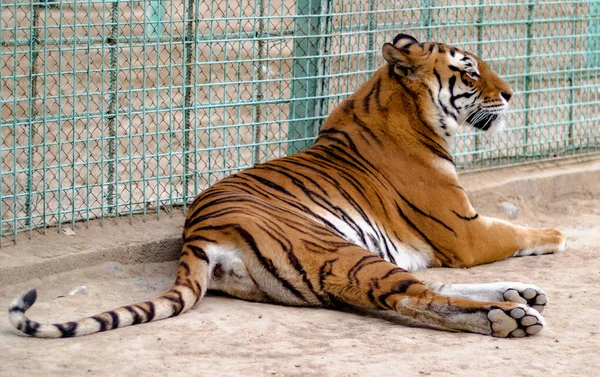 Tigre Deitado Chão Relaxante Sua Gaiola Zoológico — Fotografia de Stock