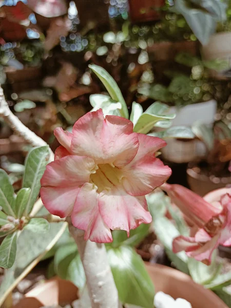 Tiro Close Vertical Uma Flor Adênio Obesum Rosa Florescendo — Fotografia de Stock