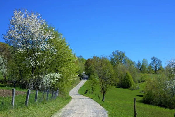 봄철에 나무들로 뒤덮인 경치좋은 — 스톡 사진