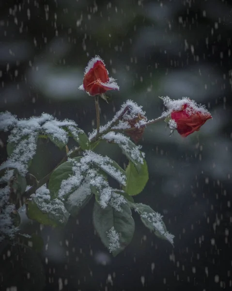 Вертикальный Снимок Снега Красных Розах Саду Время Снегопада — стоковое фото