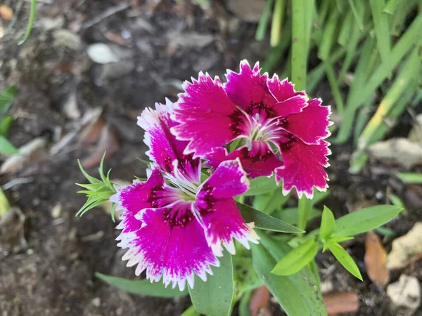 Tiro Close Belas Flores Roxas William Doce — Fotografia de Stock