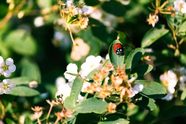 Ein Marienkäfer Auf Den Blättern Eines Blühenden Baumes — Stockfoto