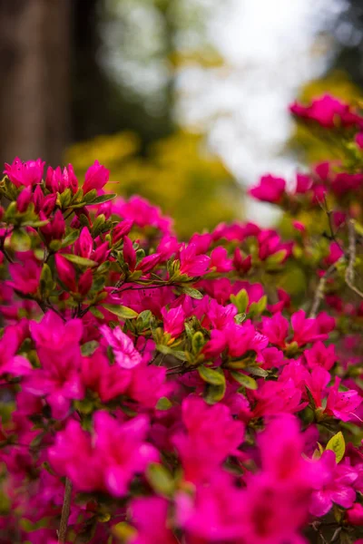 Purple Flowers Azalea Blooming Garden — Stock Photo, Image