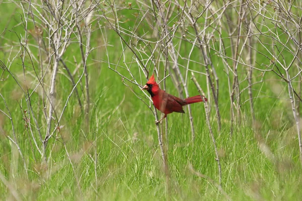 Uccello Cardinale Rosso Piedi Ramo Sottile Campo Verde — Foto Stock