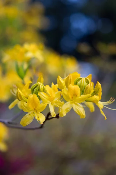 Galho Com Flores Amarelas Florescendo Arbusto Azálea — Fotografia de Stock