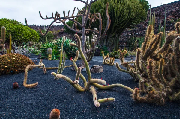 Verschillende Soorten Prachtige Cactussen Die Groeien Zwart Zand Een Botanische — Stockfoto