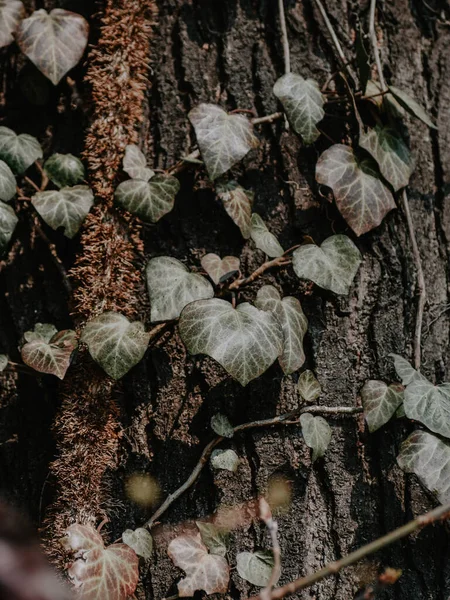 Vertikální Detailní Záběr Malých Listů Rostoucích Kolem Kmene Stromu — Stock fotografie