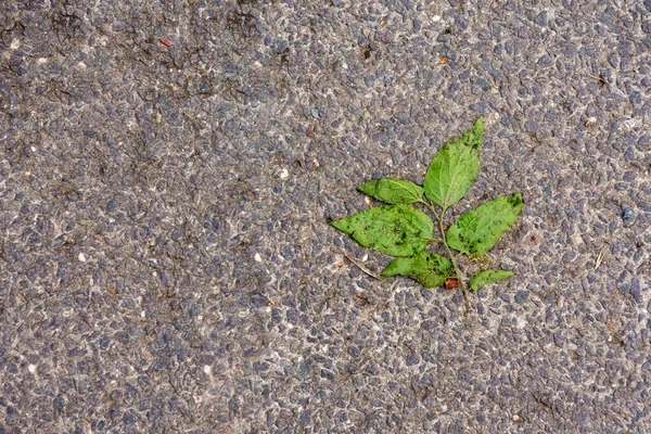 地面に落ちた緑の葉の上からの眺め — ストック写真