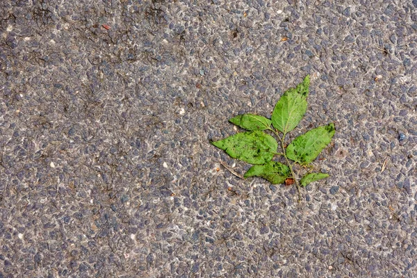 Une Vue Dessus Feuille Verte Tombée Sur Sol — Photo