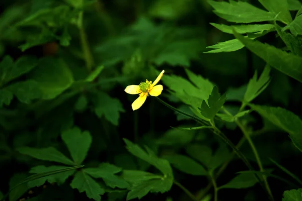 Foco Suave Una Pequeña Flor Rodeada Hojas Exuberantes Parque —  Fotos de Stock