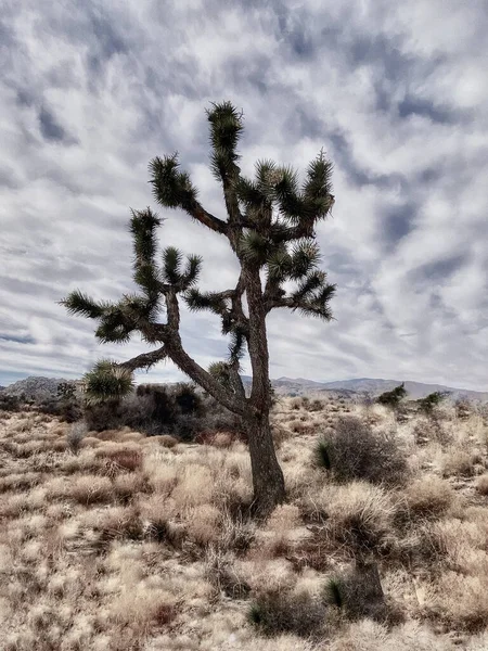 Vertical Shot Joshua Tree National Park California Usa Dramatic Sky — Φωτογραφία Αρχείου