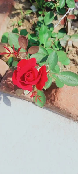 Eine Vertikale Aufnahme Einer Roten Rosenblüte Mit Grünen Blättern Auf — Stockfoto