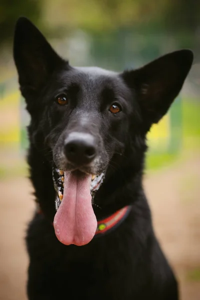 Retrato Labrador Preto Bonito Recuperador Com Grandes Orelhas Afiadas Língua — Fotografia de Stock