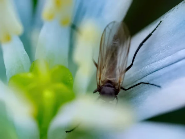 Selective Focus Shot Mosquito White Flower — Φωτογραφία Αρχείου