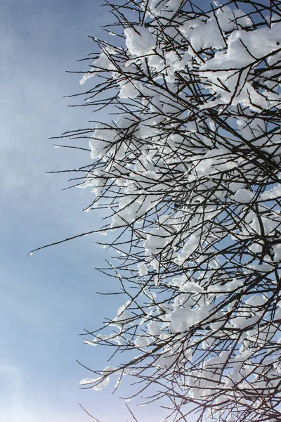 Low Angle Branches Snow Sky — Φωτογραφία Αρχείου