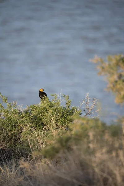 Гарний Знімок Жовтоокого Птаха Сидить Дереві Перед Озером — стокове фото