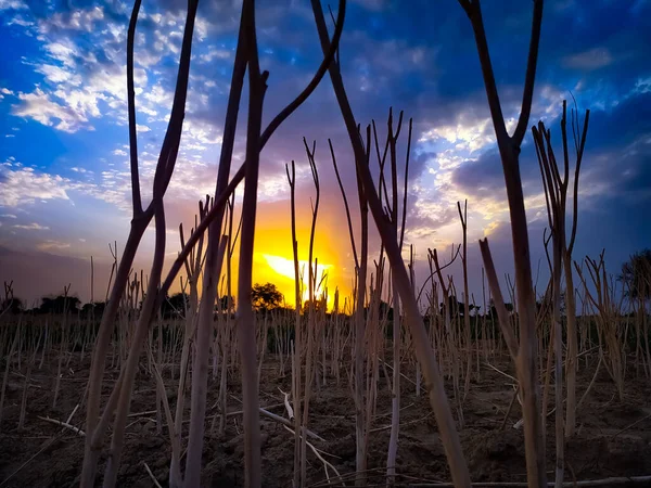 Ein Goldener Sonnenuntergang Buschland Mit Schilfpflanzen — Stockfoto