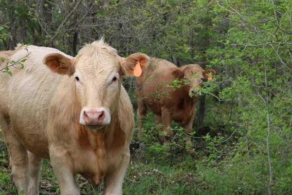 Tiro Perto Vacas Charolais Uma Floresta Com Árvores Verdes Plantas — Fotografia de Stock