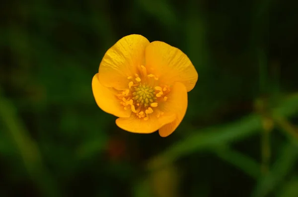 Close Buttercup Blossom Orchard Meadow Deep Yellow Details — Φωτογραφία Αρχείου