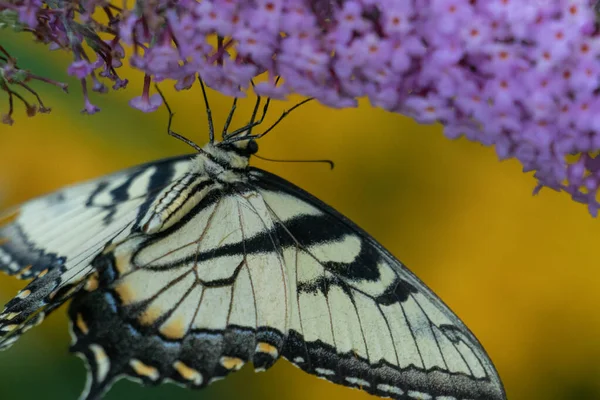 Krásný Žlutý Motýl Sedící Fialovém Květu — Stock fotografie