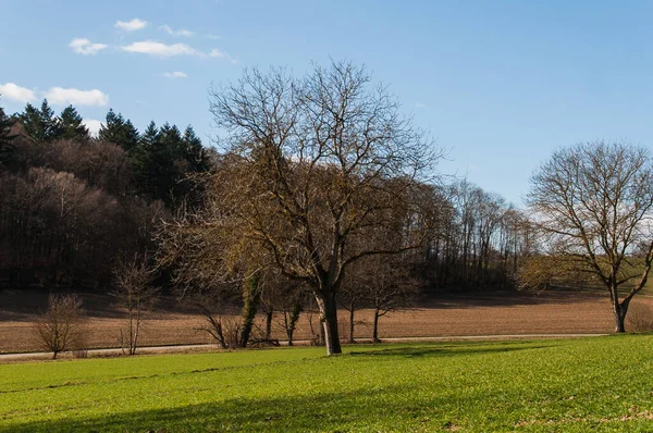 아래마른 나무들로 둘러싸인 농경지 — 스톡 사진