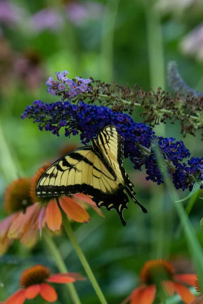 花の上に座っている黄色い蝶の垂直ショット — ストック写真