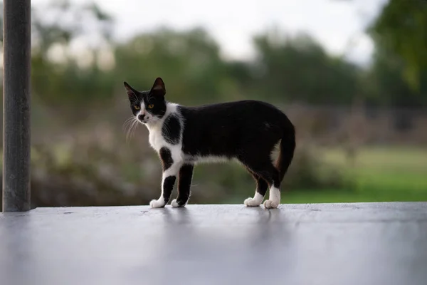 Gato Preto Branco Com Manchas Pretas Varanda Contra Jardim — Fotografia de Stock