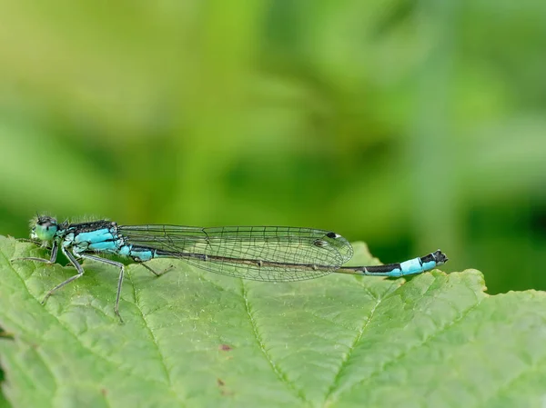 Blue Eurasian Bluet Large Green Leaf — Φωτογραφία Αρχείου