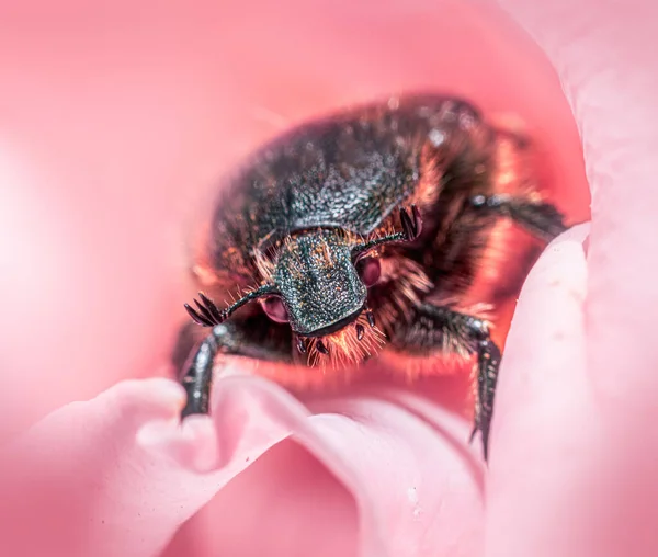 Closeup Shot Beetle Pink Rose Perfect Background — Φωτογραφία Αρχείου