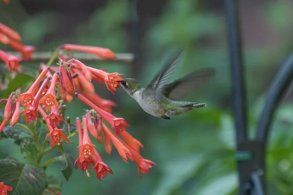 Selective Focus Shot Little Hummingbird Flying Orange Flowering Plant — Stock Photo, Image