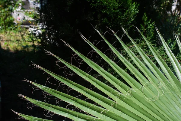 Primer Plano Hojas Verdes Afiladas Una Planta — Foto de Stock