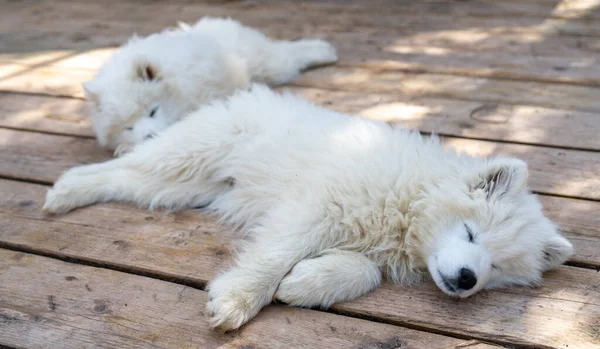 二つの白いですSamoyedハスキー子犬とともにふわふわコート — ストック写真